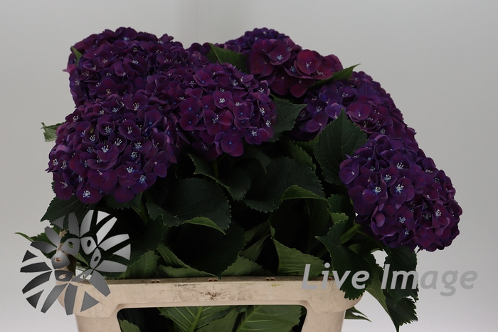 <h4>Hydrangea my mon amour purple</h4>