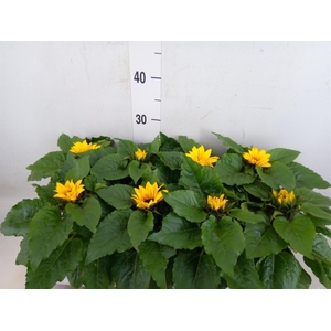 Helianthus an. 'Sunsation'