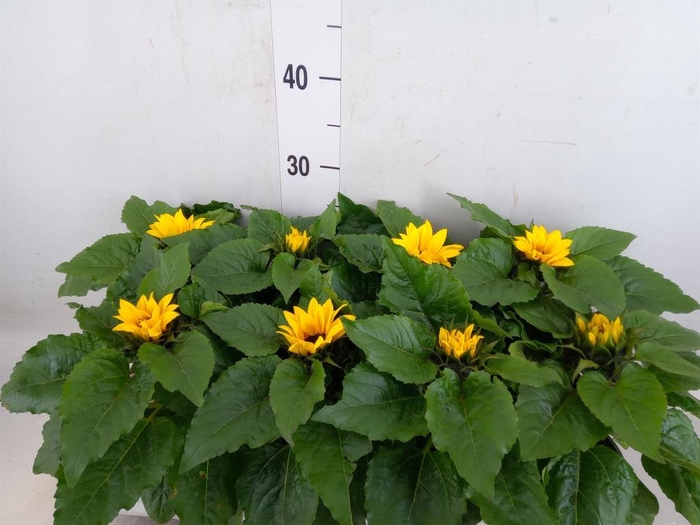 <h4>Helianthus an. 'Sunsation'</h4>