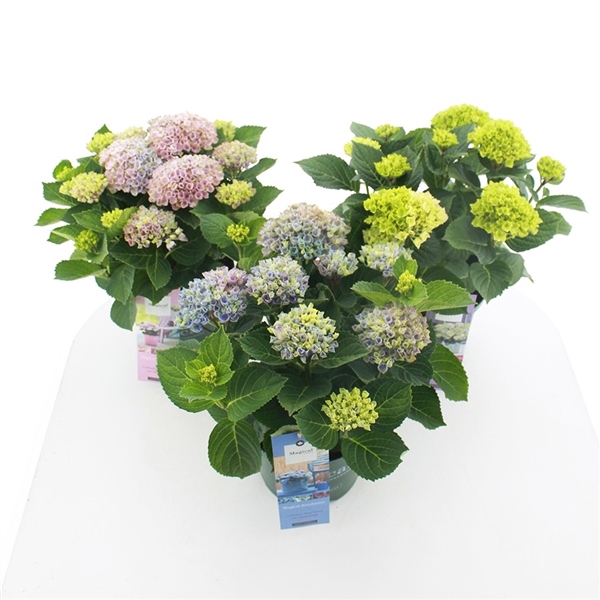 <h4>Hydrangea macr. Magical® MIX C5 (23cm.) Kn.</h4>
