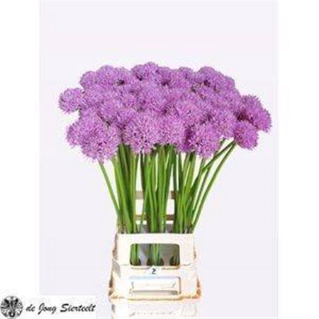 <h4>Allium Gladiator</h4>