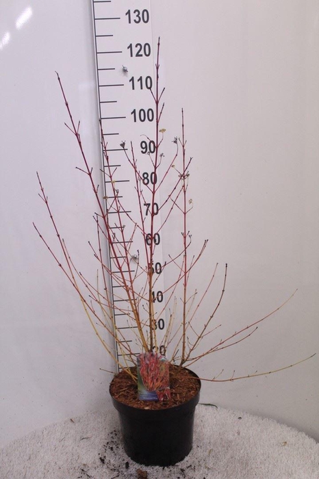 <h4>Cornus sanguinea 'Midwinter Fire'</h4>