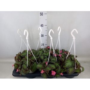 Episcia   ...