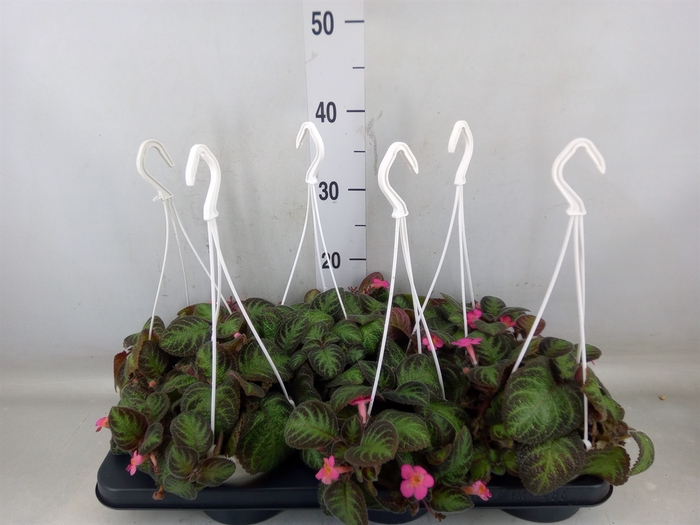 <h4>Episcia   ...</h4>