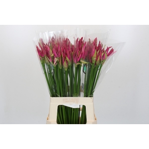 Nerine Favoriet