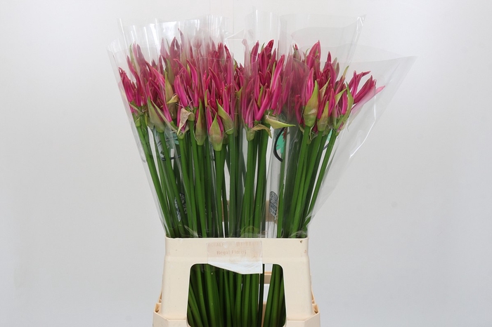 <h4>Nerine Favoriet</h4>
