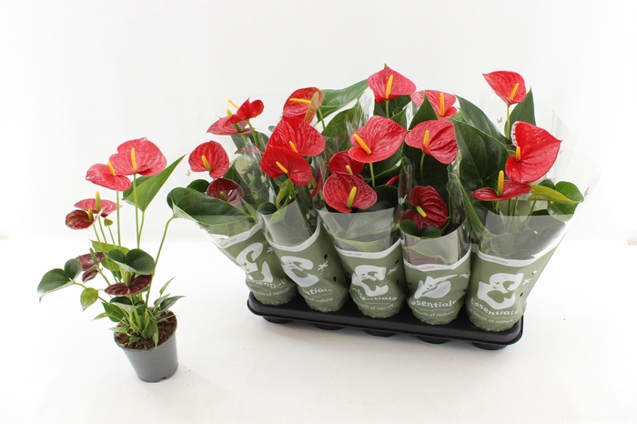 <h4>ANTHU AN SUCCESS RED</h4>