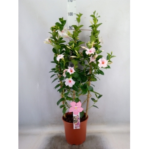 Mandevilla sand. 'SumStar Pink Tou'