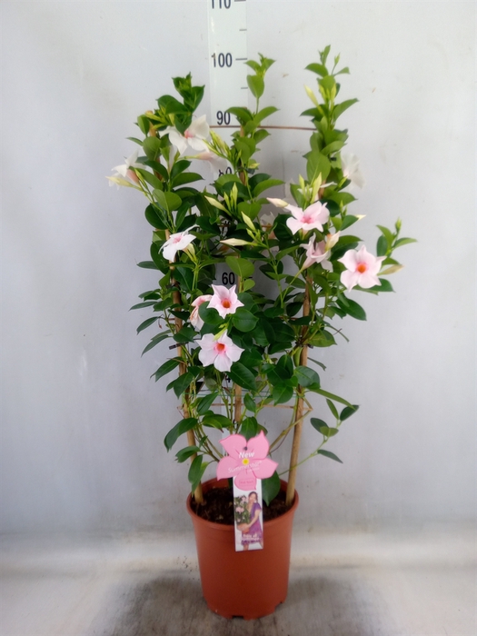 <h4>Mandevilla sand. 'SumStar Pink Tou'</h4>