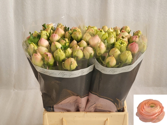 <h4>RAN SU GRAND PASTEL</h4>