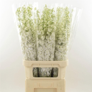 Delph Du Dev Snow White