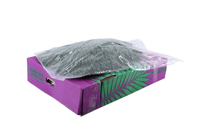 <h4>Chico Tee Pee V P</h4>