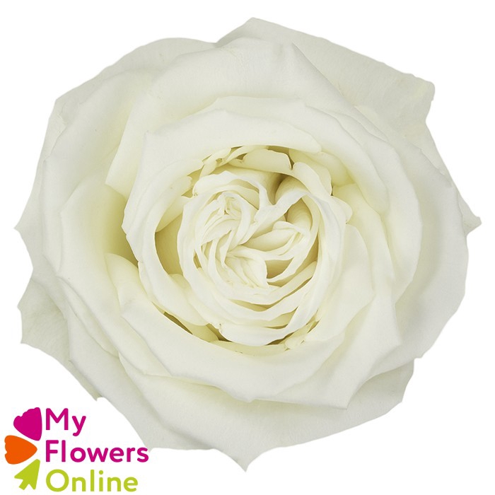 <h4>R Gr Playa Blanca White 60cm CO</h4>