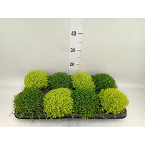 Soleirolia soleirolii   ...mix 2