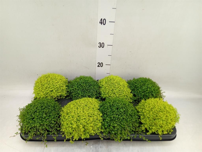 <h4>Soleirolia soleirolii   ...mix 2</h4>