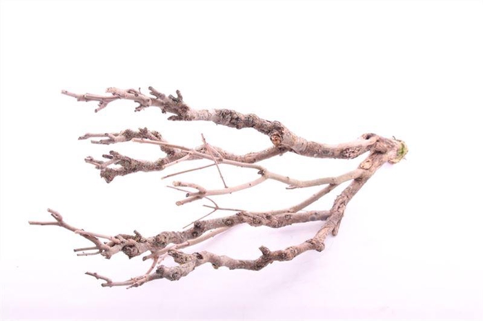 <h4>Seringen Hout</h4>