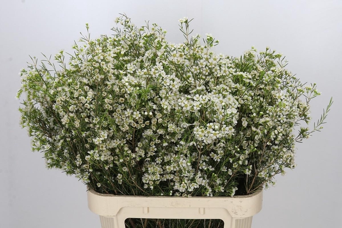 Chamelaucium Ofir