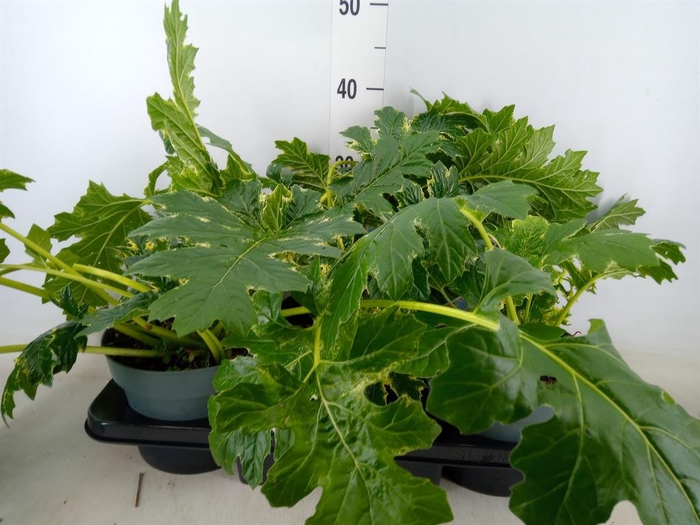 <h4>Acanthus mollis</h4>