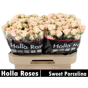 R TR SWEET PORCELINA