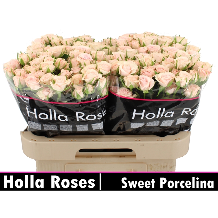 <h4>R TR SWEET PORCELINA</h4>