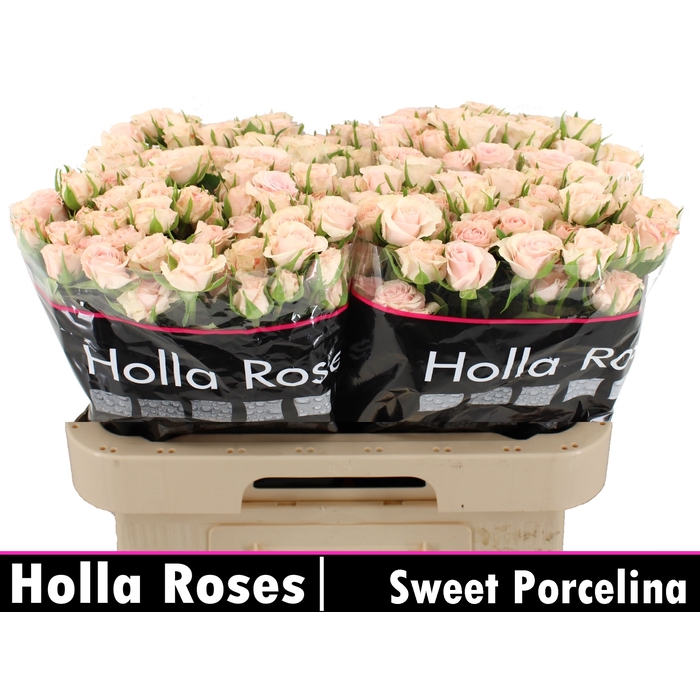 <h4>Sweet Porcelina</h4>