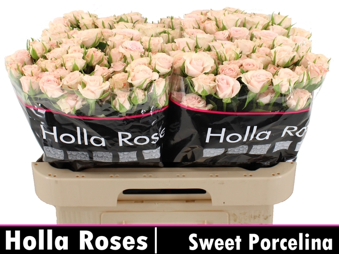 <h4>R Tr Sweet Porcelina</h4>