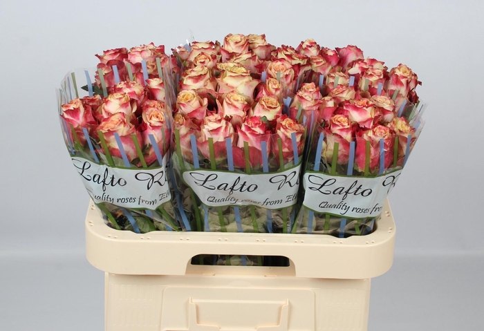 <h4>R GR CHAPEAU</h4>