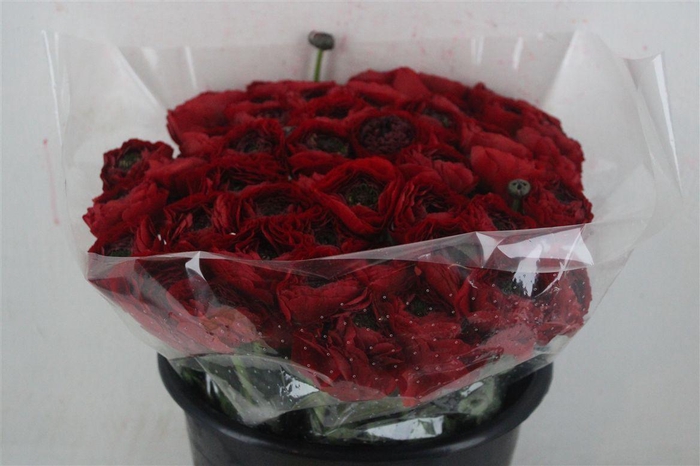 <h4>Ran Cloni Ex Tango</h4>