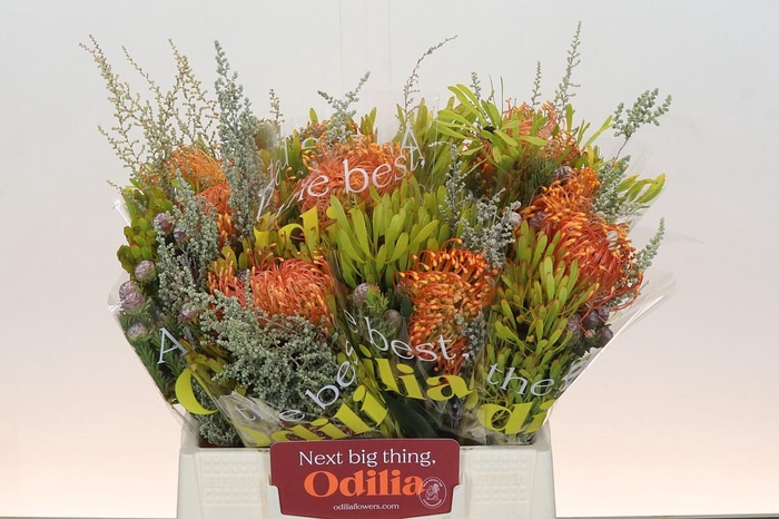 <h4>BQ Nutans Cordifolium SFB</h4>