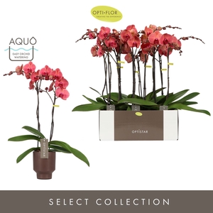 Phalaenopsis overig oranje (meerder