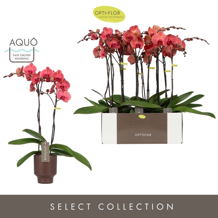<h4>Phalaenopsis overig oranje (meerder</h4>