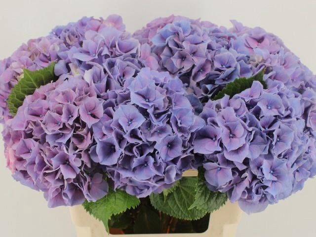 <h4>HYDR M CH CASSANOVA</h4>