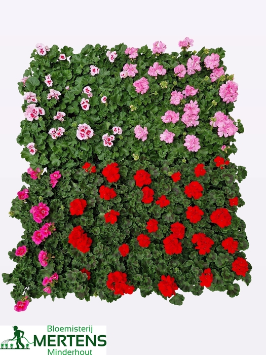 <h4>PEL ZON MIXK</h4>