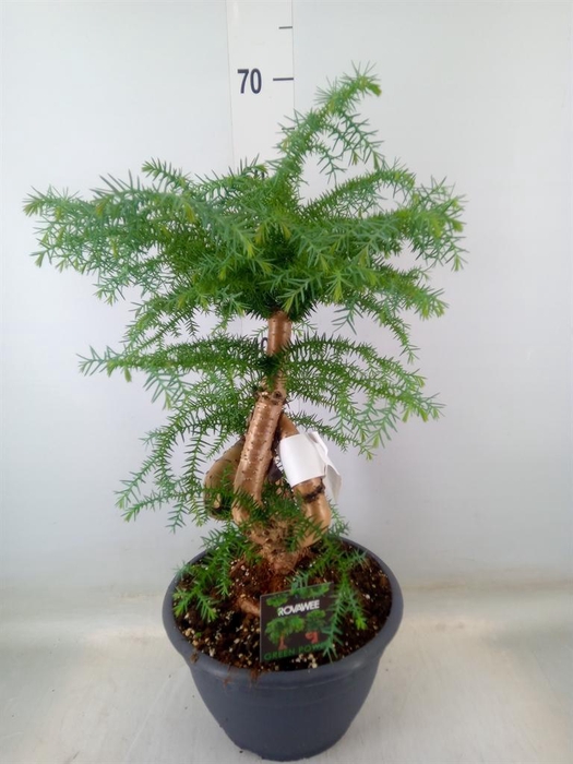 <h4>Araucaria   ...</h4>