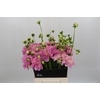 Dahlia Pink Pop