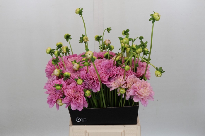 Dahlia Pink Pop