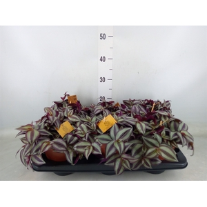 Tradescantia zebr. 'Purpusii'