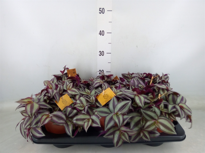 <h4>Tradescantia zebr. 'Purpusii'</h4>