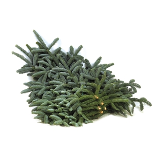 Abies nobilis hvid snor 5 kg - GP