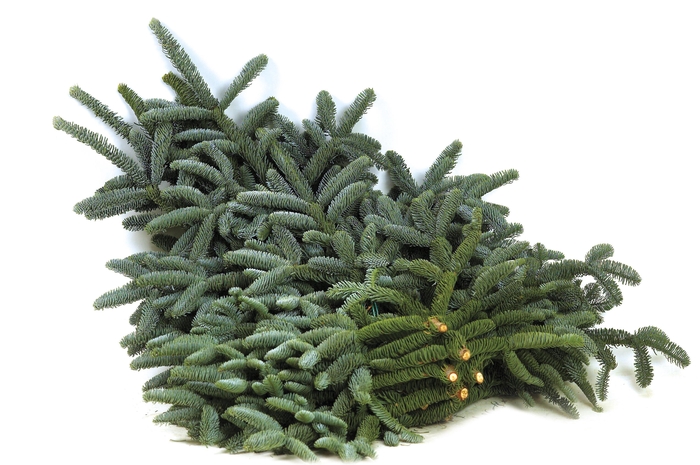<h4>Abies nobilis hvid snor 5 kg - GP</h4>