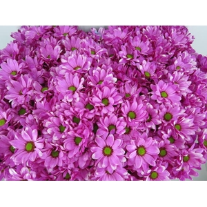 Chr T Bacardi Cerise