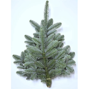 ABIES NOB BLAU BUND