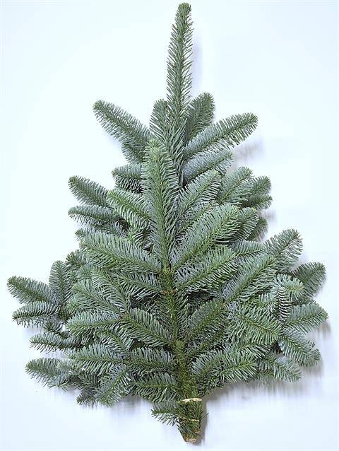 <h4>ABIES NOB BLAU BUND</h4>