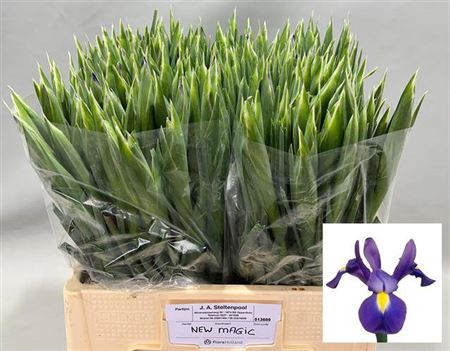<h4>Iris New Magic</h4>