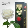 Wax Rose Xl White 60cm