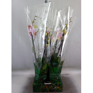 Phalaenopsis   ...rose