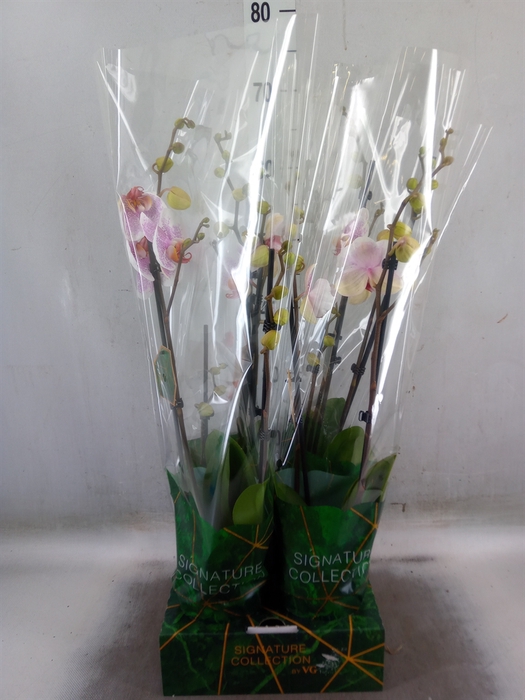 <h4>Phalaenopsis   ...rose</h4>