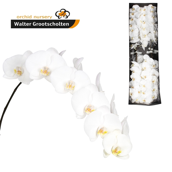 <h4>Phal Sensation White x 45</h4>