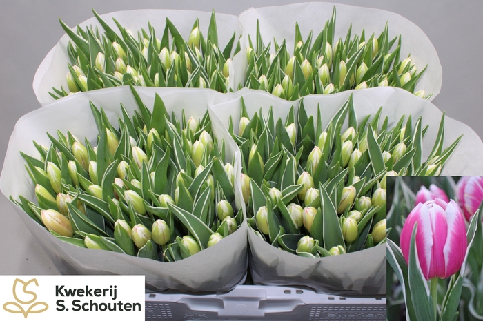 <h4>TU EN MARK DESIGN</h4>