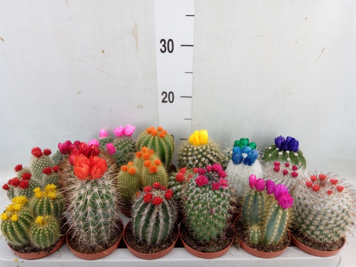 <h4>Cactus   ...decorated</h4>